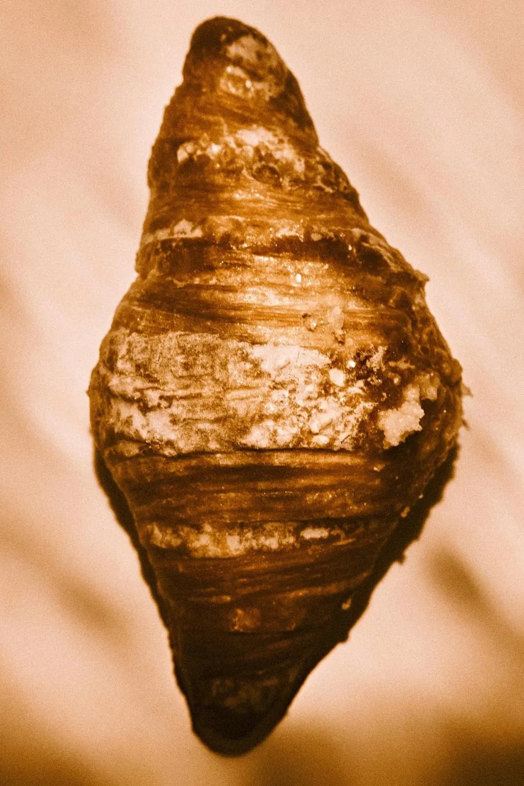 Close-up of a golden flaky croissant dusted with crumbs, in sepia-toned light