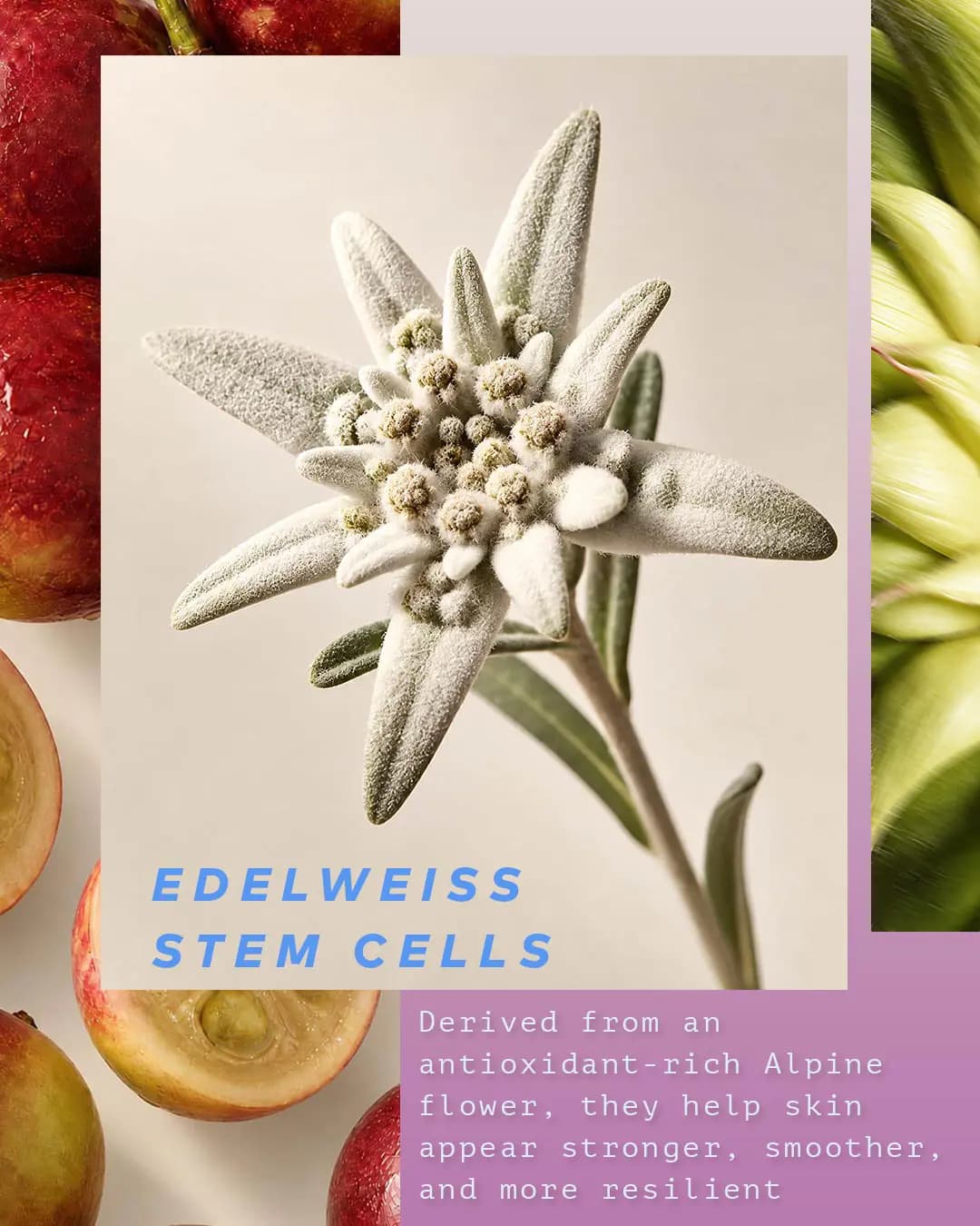 Fuzzy white edelweiss flower on cream with text about edelweiss stem cells, framed by fruit and lilac panels