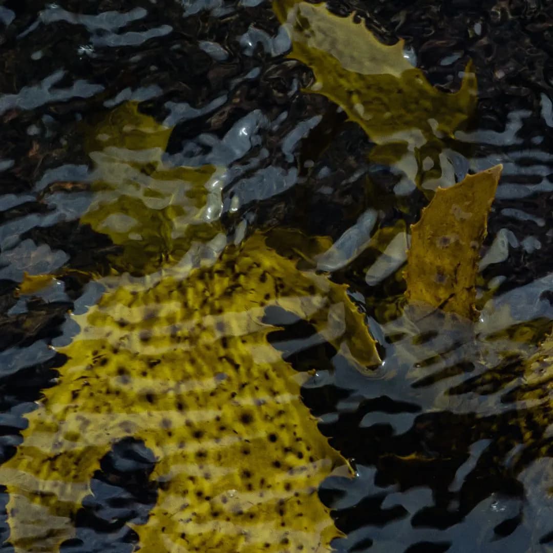 Close-up of speckled olive-yellow kelp fronds beneath rippling dark water