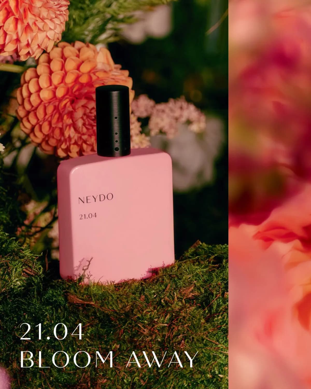 Pink NEYDO 21.04 Bloom Away bottle on green moss surrounded by orange dahlias and pale pink blooms