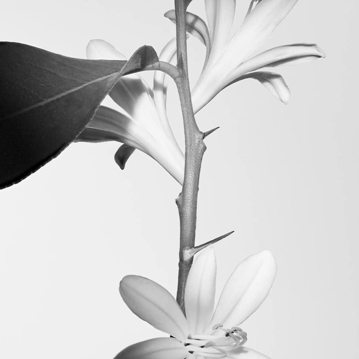 Black-and-white close-up of white star-shaped blossoms on a thorny stem with a dark leaf