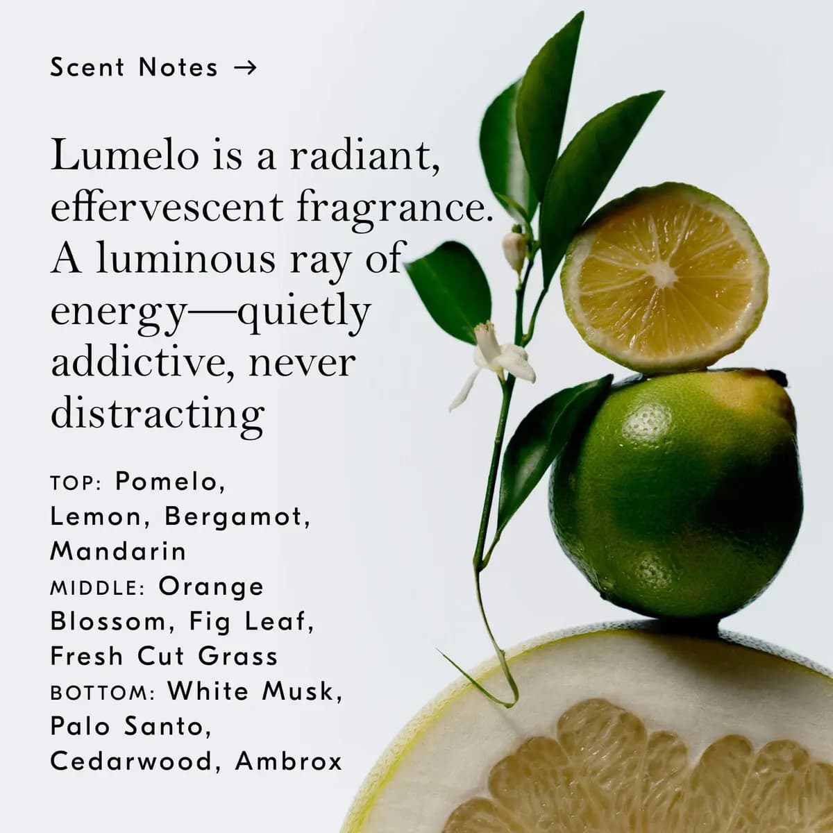 Lumelo scent notes listed beside sliced pomelo, lime and orange blossom sprig on a pale background