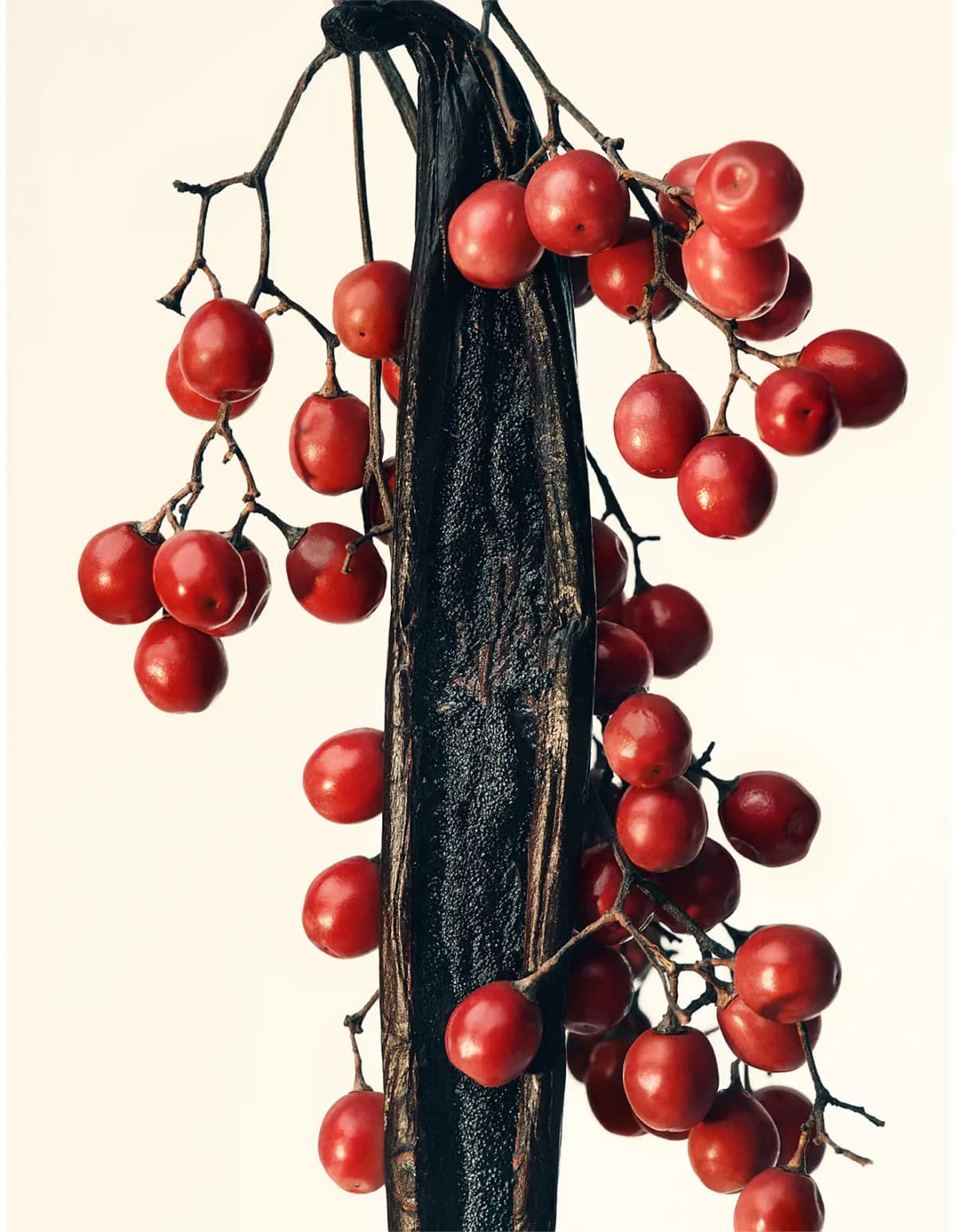 Cluster of glossy red baies rose berries draped over a dark cured vanilla pod on a cream background