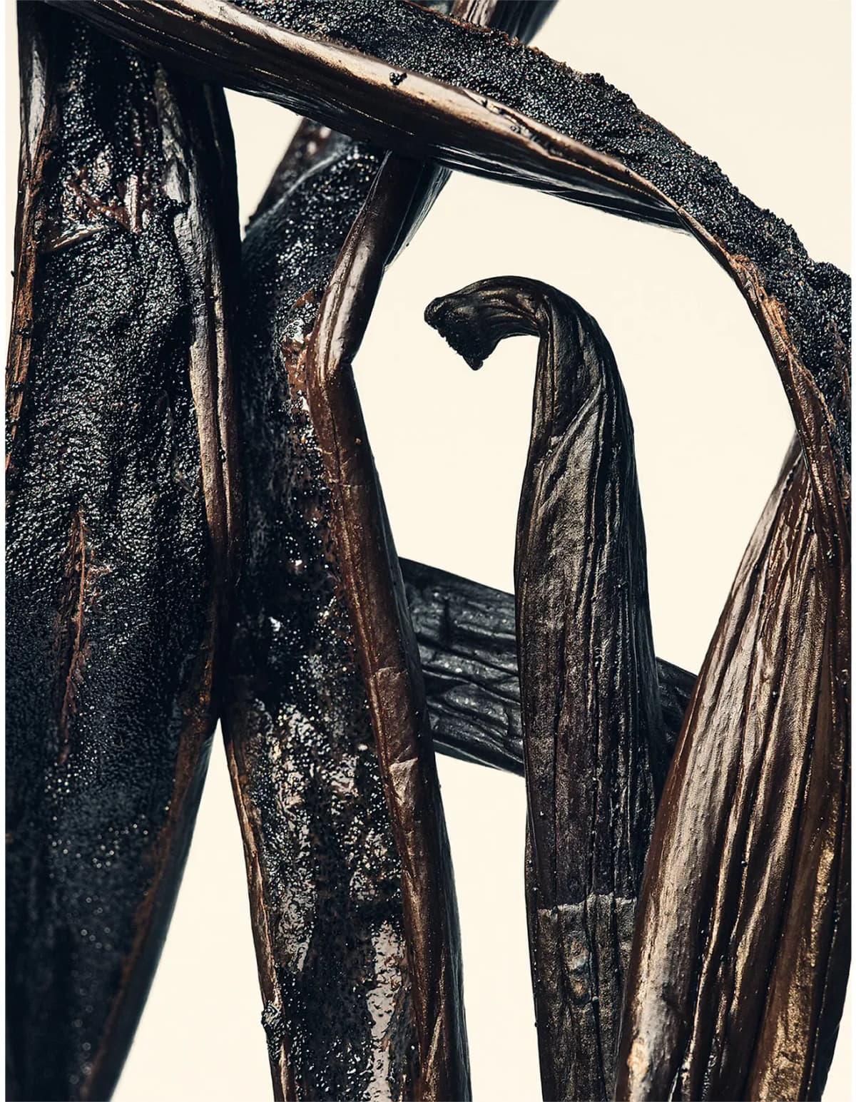 Close-up of glossy dark brown vanilla pods twisted and curled into a sculptural shape on a cream background