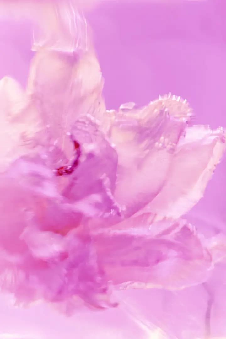 Abstract close-up of a pale pink flower with frosty, icy texture against a vivid lilac background