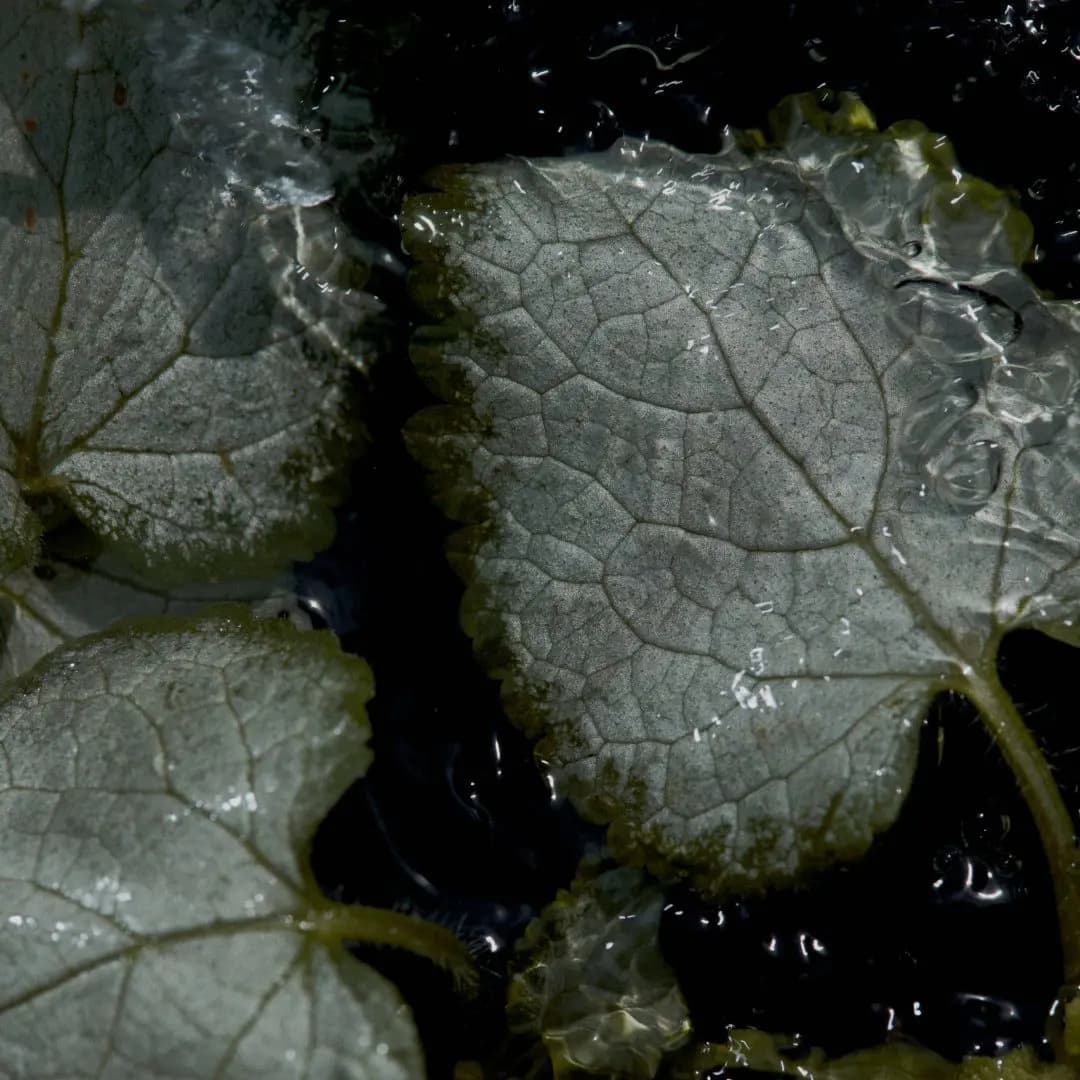 Silvery-green veined leaves with scalloped edges glistening under running water