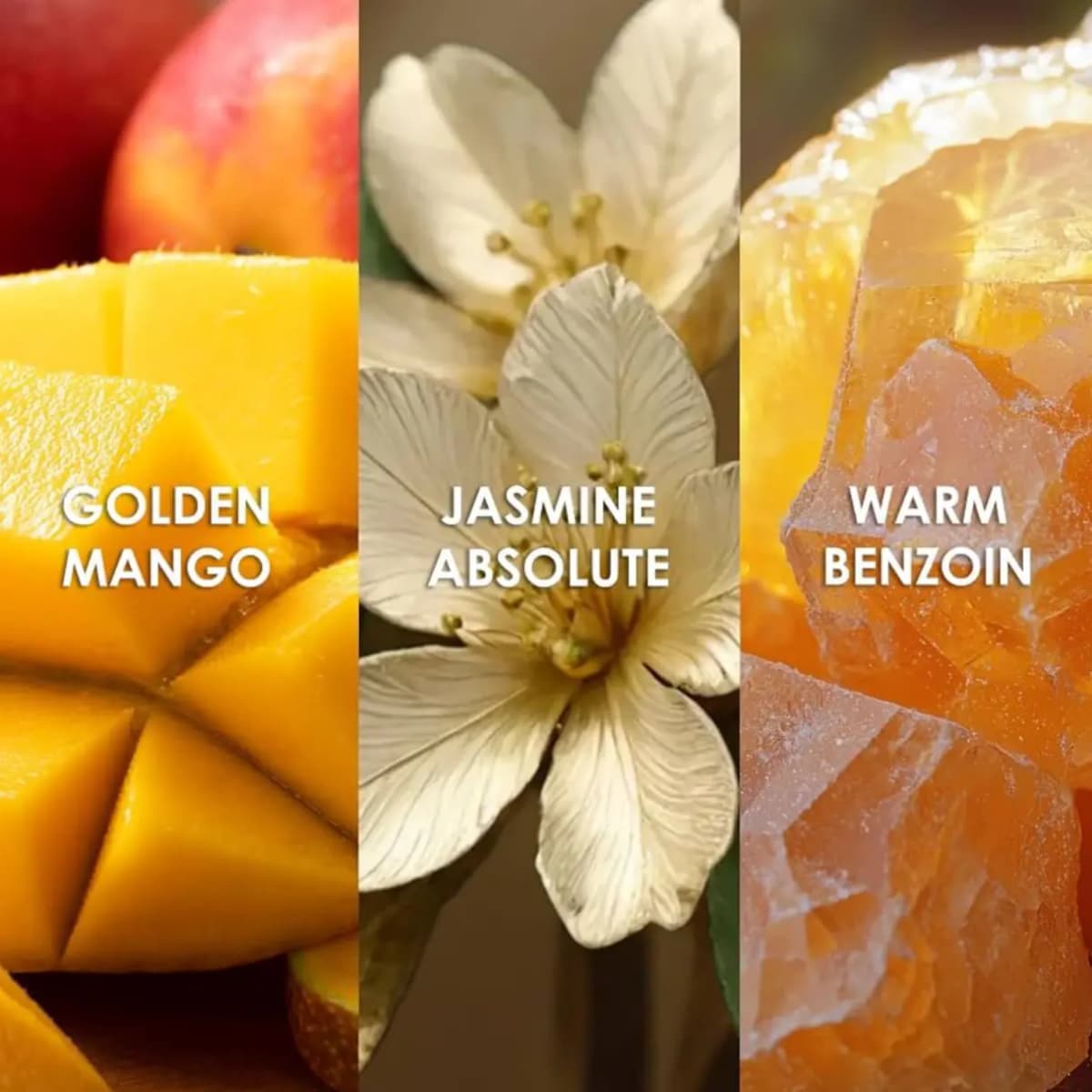 Triptych of fragrance notes showing sliced mango, a jasmine flower and amber benzoin resin, labelled with each ingredient.