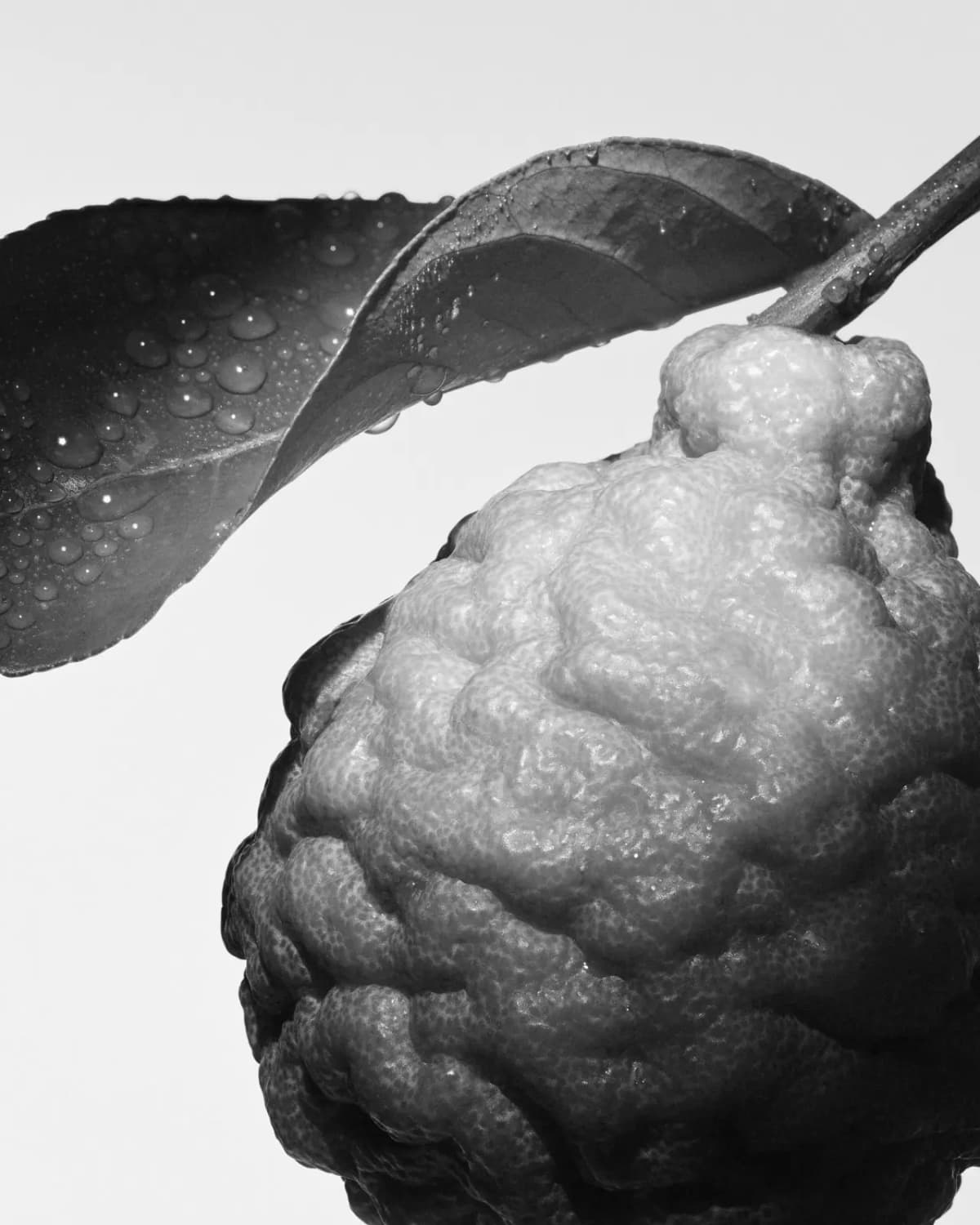 Black-and-white close-up of a bumpy-skinned citrus fruit beneath a dewy, water-dotted leaf