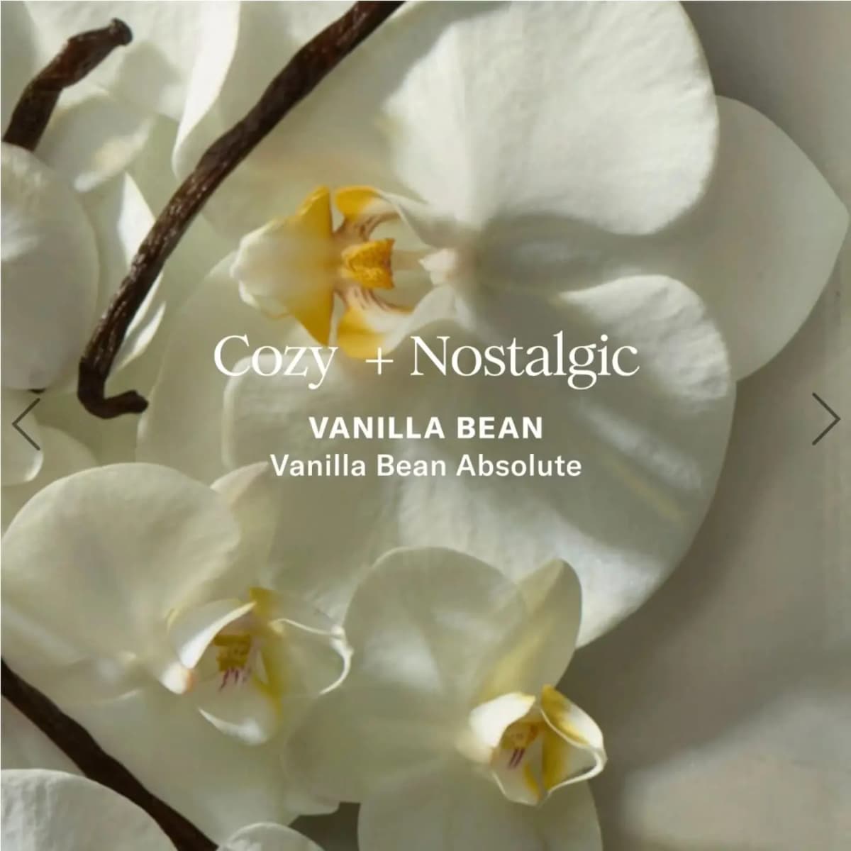White orchids and dark vanilla pods behind text for the Vanilla Bean scent, labelled Cozy + Nostalgic